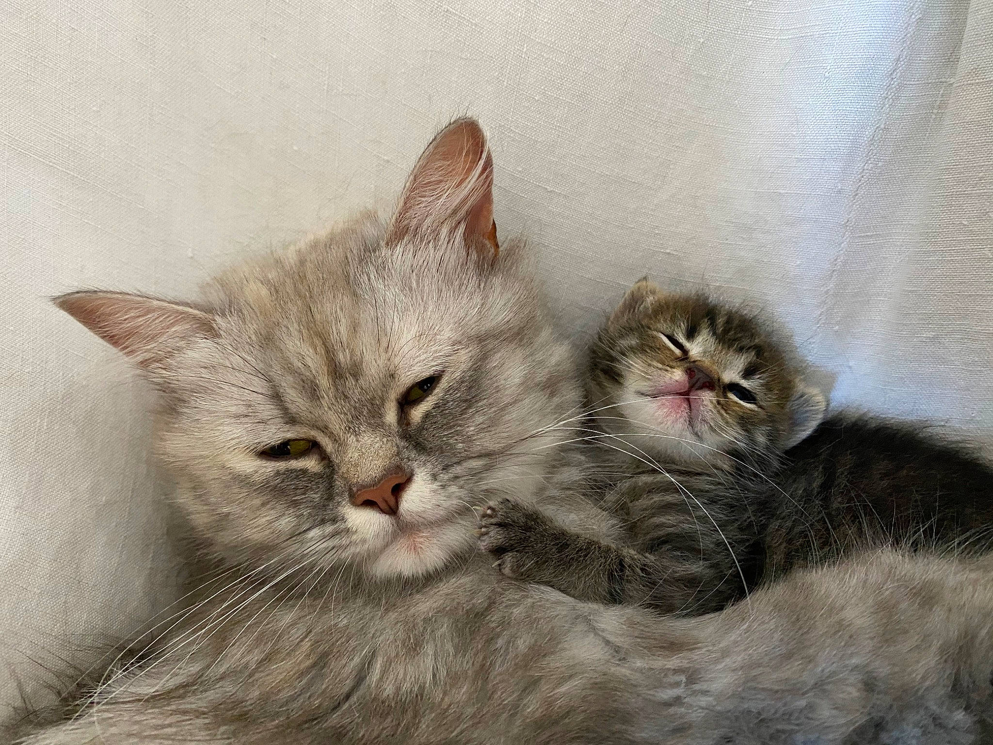 Brooklyn a rejoint le concours — aidez-le/la à gagner de superbes lots ! asian, australian_mist, british_semi_longhair, carnivore, cat, domestic_short_haired_cat, european_shorthair, fawn, felidae, kitten, mammal, norwegian_forest_cat, pixie_bob, polydactyl_cat, ragamuffin, siberian, small_to_medium_sized_cats, tabby_cat, vertebrate, whiskers