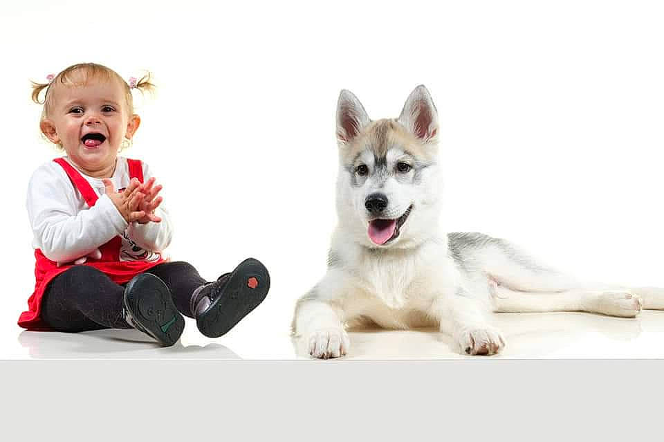 Poppy a rejoint le concours — aidez-le/la à gagner de superbes lots ! alaskan_malamute, ancient_dog_breeds, canadian_eskimo_dog, canidae, carnivore, child, companion_dog, dog, dog_breed, labrador_husky, mammal, northern_inuit_dog, photography, rare_breed_dog, sakhalin_husky, siberian_husky, sled_dog, tamaskan_dog, vertebrate, wolfdog