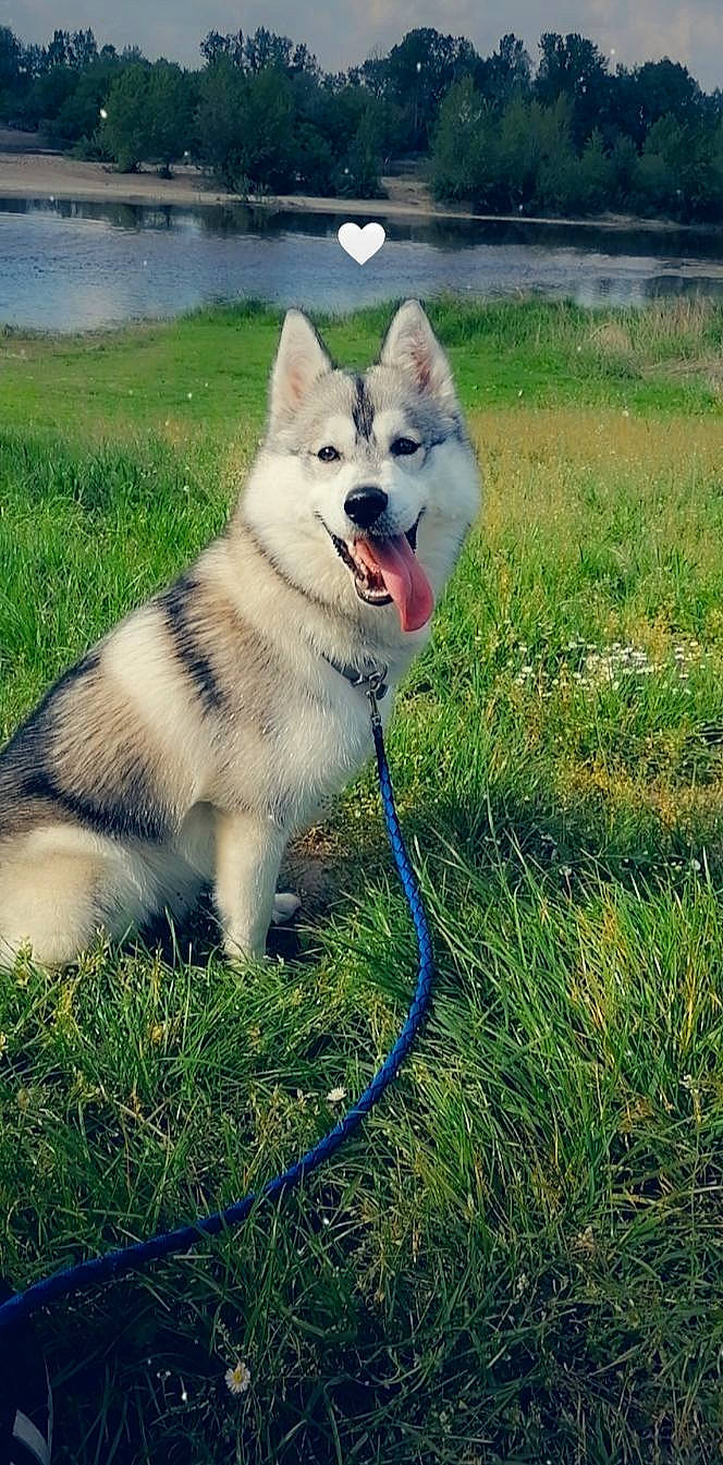 Poppy participe au concours pour gagner de l'argent avec cette photo : alaskan_klee_kai, alaskan_malamute, canadian_eskimo_dog, canidae, carnivore, dog, dog_breed, grass, greenland_dog, mammal, native_american_indian_dog, northern_inuit_dog, saarloos_wolfdog, sakhalin_husky, siberian_husky, sled_dog, tamaskan_dog, vertebrate, west_siberian_laika, wolfdog
