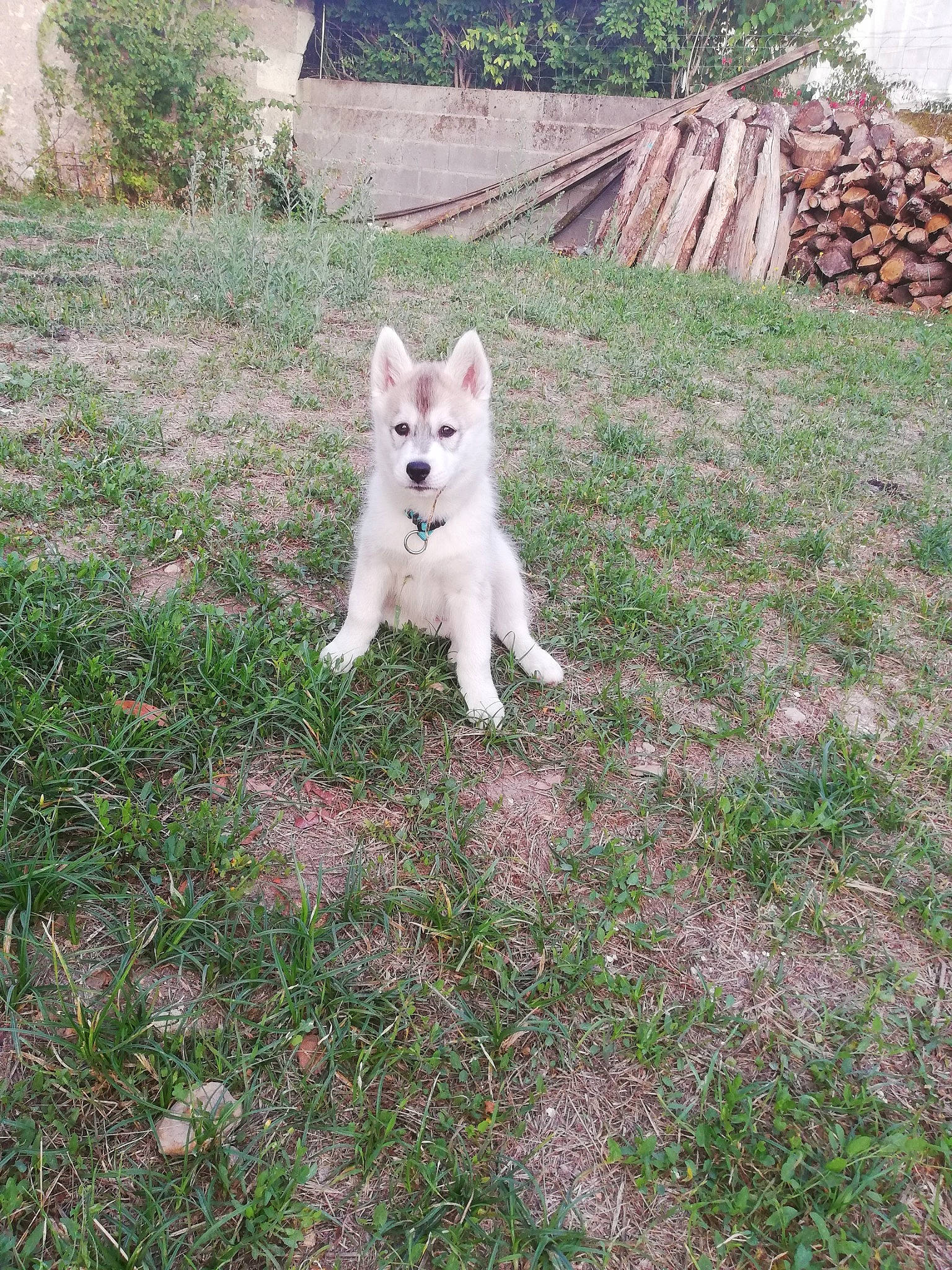 Poppy participe au concours pour gagner de l'argent avec cette photo : berger_blanc_suisse, canaan_dog, canidae, carnivore, dog, dog_breed, fawn, grass, kintamani, korean_jindo_dog, mammal, non_sporting_group, norwegian_buhund, pungsan_dog, siberian_husky, vertebrate, white_shepherd, wolfdog, working_dog