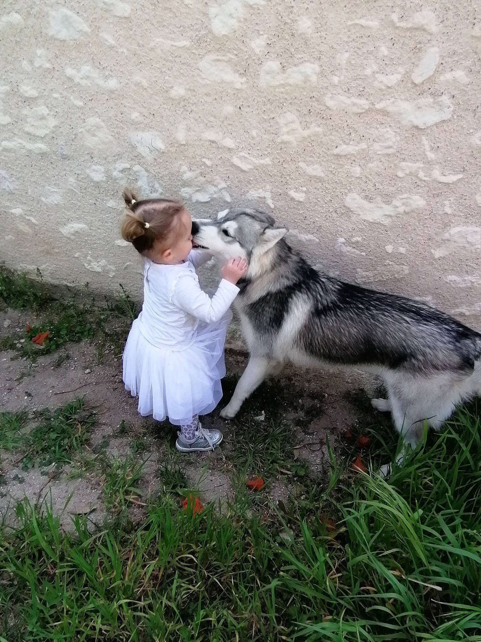 Poppy participe au concours pour gagner de l'argent avec cette photo : alaskan_klee_kai, alaskan_malamute, canidae, carnivore, czechoslovakian_wolfdog, dog, dog_breed, east_siberian_laika, grass, mammal, native_american_indian_dog, northern_inuit_dog, photography, saarloos_wolfdog, siberian_husky, sled_dog, tail, tamaskan_dog, wolfdog