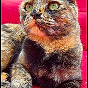 Luna is registered to the contest to win money with this photo: cat, tortoiseshell, feline, pet, animal, close_up, green_eyes, fur, whiskers, paws, relaxed, indoors, red_background, couch, resting, portrait, cute, mammal, domestic_animal, soft_texture