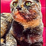 cat, tortoiseshell, feline, pet, animal, close_up, green_eyes, fur, whiskers, paws, relaxed, indoors, red_background, couch, resting, portrait, cute, mammal, domestic_animal, soft_texture