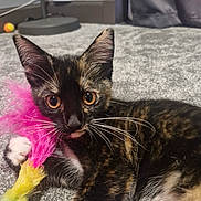 Stella is registered to the contest to win money with this photo: kitten, cat, tortoiseshell, pet, feather_toy, carpet, indoor, whiskers, curious, playful, closeup, young_cat, feline, animal, mammal, domestic, paw, colorful, toy, relaxed