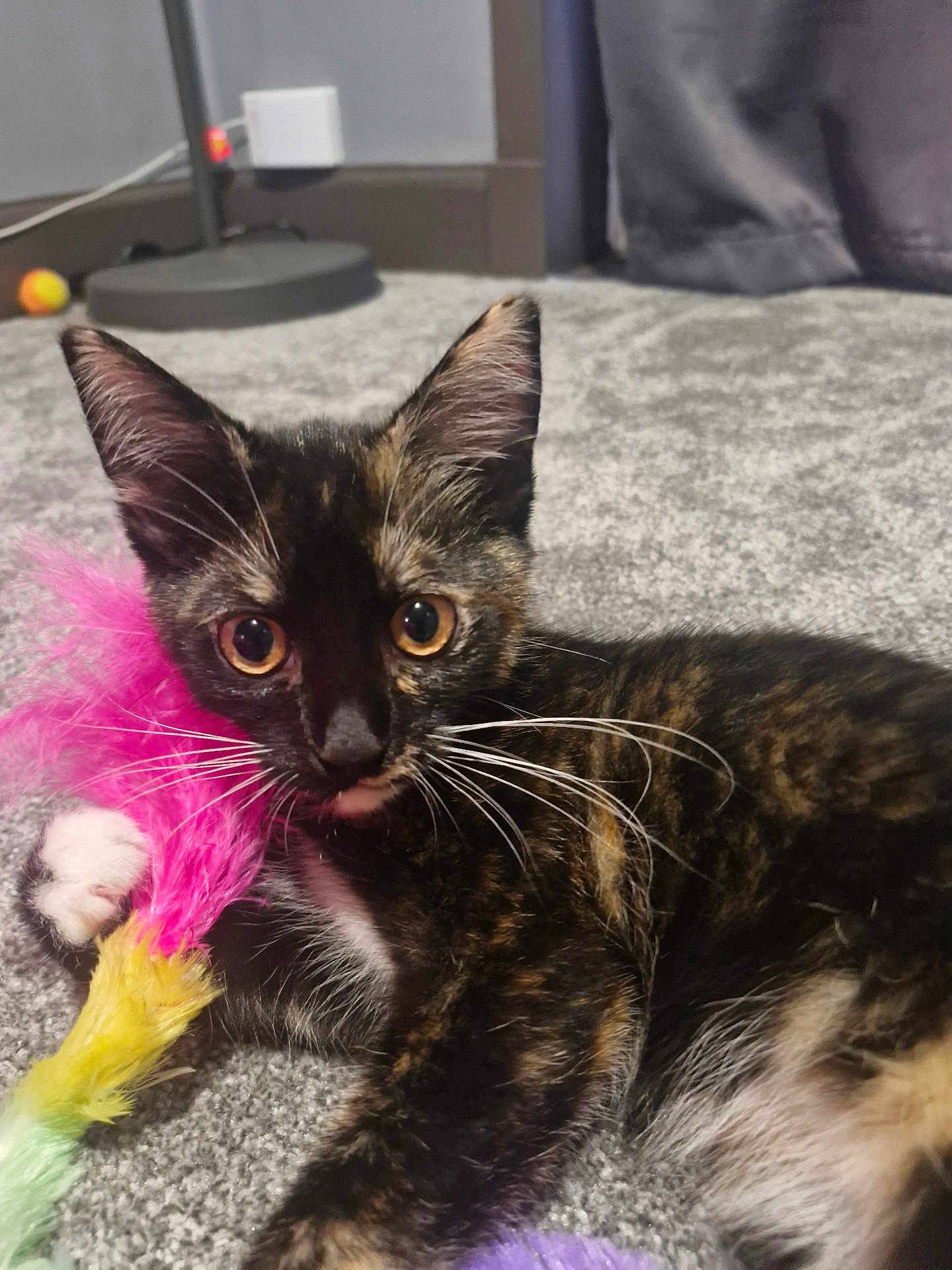 Stella is registered to the contest to win money with this photo: kitten, cat, tortoiseshell, pet, feather_toy, carpet, indoor, whiskers, curious, playful, closeup, young_cat, feline, animal, mammal, domestic, paw, colorful, toy, relaxed