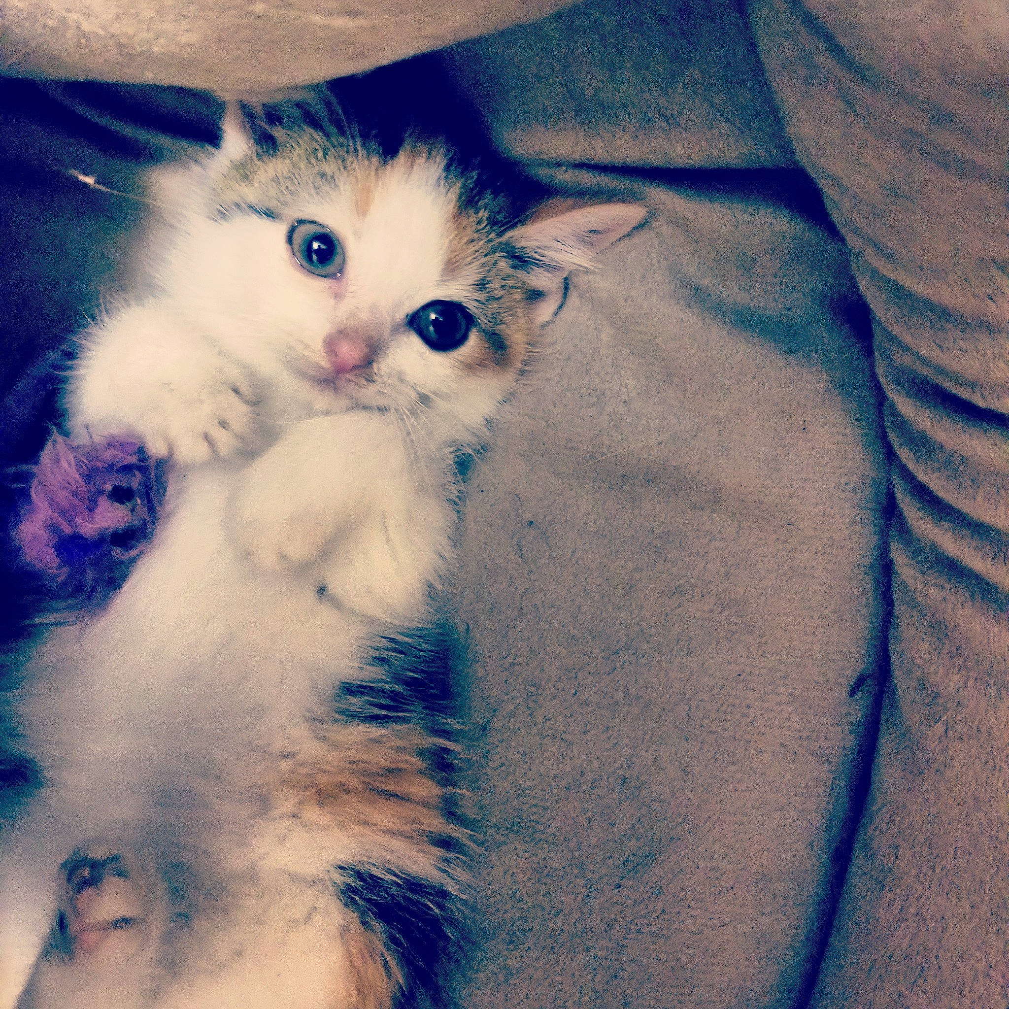 Squeek joined the competition — help win amazing prizes! carnivore, cat, domestic_long_haired_cat, ear, eye, felidae, fur, kitten, mammal, nose, ojos_azules, organ, paw, polydactyl_cat, ragamuffin, ragdoll, siberian, small_to_medium_sized_cats, turkish_van, whiskers