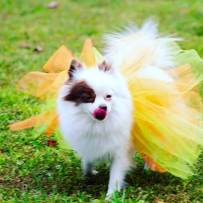 Diamond joined the competition — help win amazing prizes! canidae, carnivore, companion_dog, dog, dog_breed, german_spitz, german_spitz_klein, german_spitz_mittel, grass, japanese_spitz, mammal, non_sporting_group, papillon, pomeranian, puppy, spitz, toy_dog, vertebrate, volpino_italiano