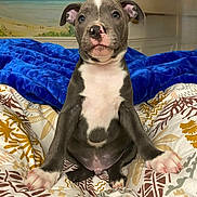 Samba participe au concours pour gagner de l'argent avec cette photo : puppy, dog, pet, sitting, bed, blanket, indoor, cute, portrait, animal, fur, muzzle, ears, paw, white_markings, blue_blanket, patterned_bedspread, mural, room, cozy