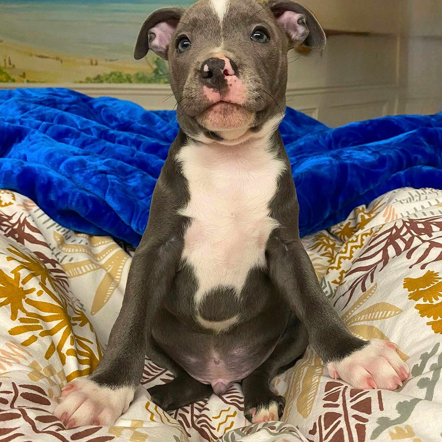 Samba participe au concours pour gagner de l'argent avec cette photo : animal, bed, blanket, blue_blanket, cozy, cute, dog, ears, fur, indoor, mural, muzzle, patterned_bedspread, paw, pet, portrait, puppy, room, sitting, white_markings