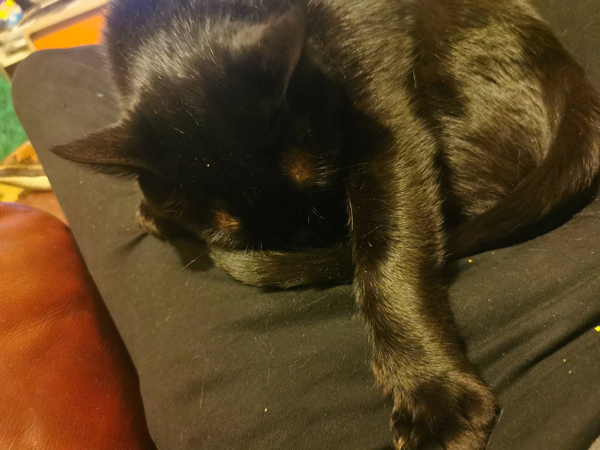 Nelson participe au concours pour gagner de l'argent avec cette photo : bombay, carnivore, cat, claw, comfort, dog_breed, domestic_short_haired_cat, eye, fawn, felidae, fur, head, human_leg, nap, paw, small_to_medium_sized_cats, snout, tail, terrestrial_animal, whiskers