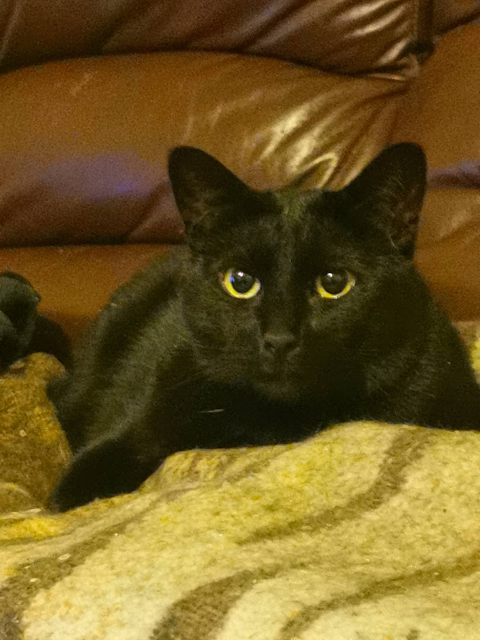 Nelson participe au concours pour gagner de l'argent avec cette photo : black_cat, bombay, carnivore, cat, comfort, couch, domestic_short_haired_cat, felidae, fur, small_to_medium_sized_cats, snout, terrestrial_animal, whiskers