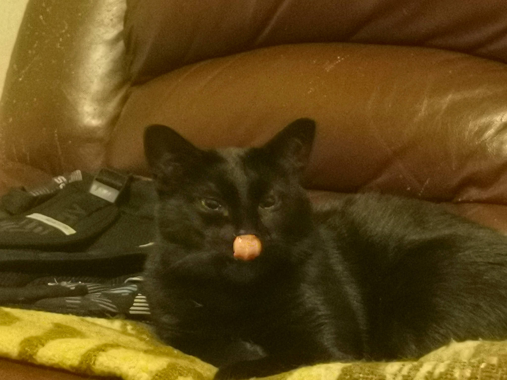 Nelson a rejoint le concours — aidez-le/la à gagner de superbes lots ! bag, black_cat, box, carnivore, cat, cat_supply, comfort, couch, domestic_short_haired_cat, felidae, fur, luggage_and_bags, room, small_to_medium_sized_cats, snout, tail, whiskers