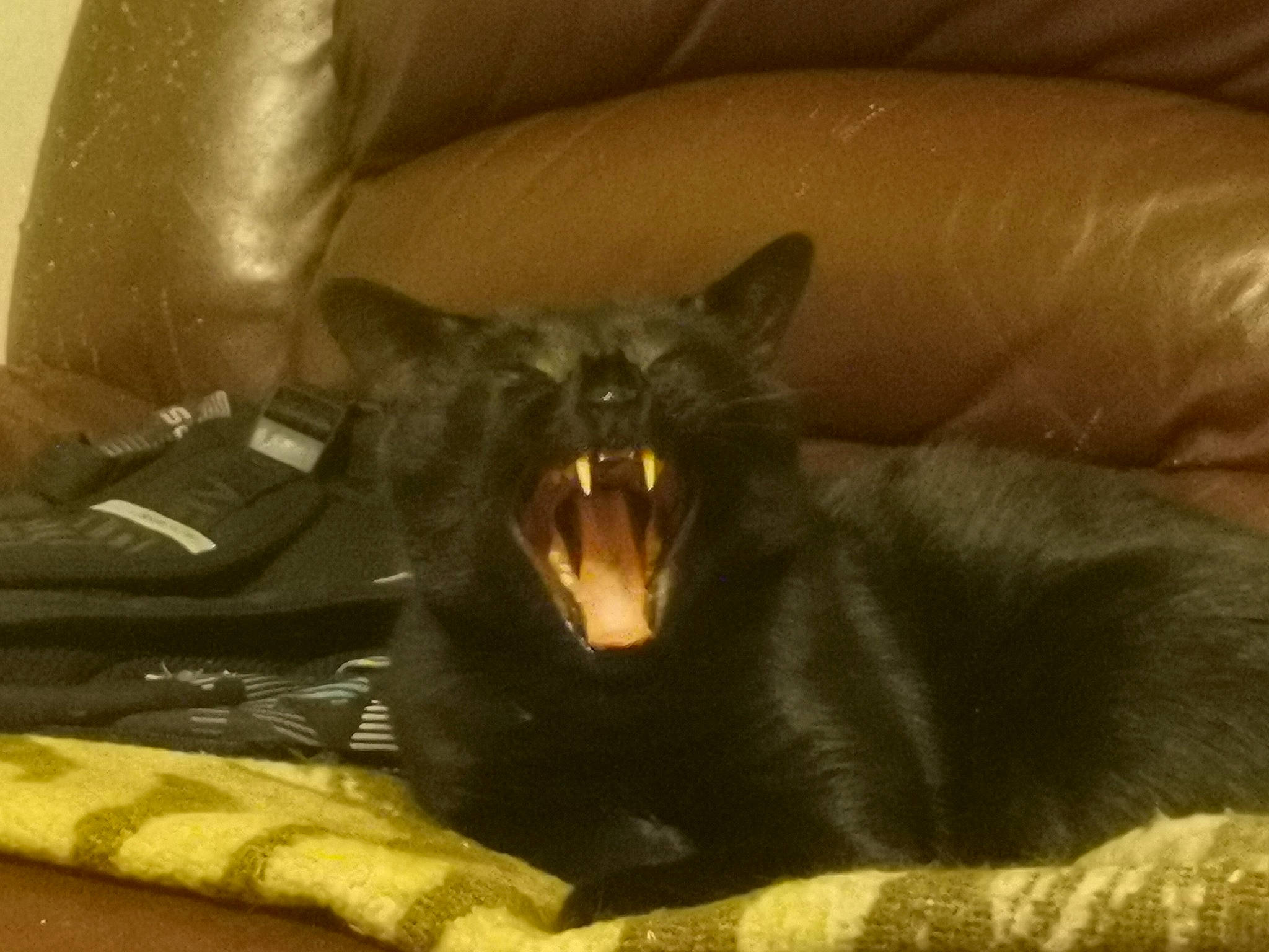 Nelson a rejoint le concours — aidez-le/la à gagner de superbes lots ! black_cat, bombay, canidae, carnivore, cat, claw, comfort, couch, dog_breed, domestic_short_haired_cat, fang, felidae, fur, grey, jaw, small_to_medium_sized_cats, snout, tail, terrestrial_animal, whiskers