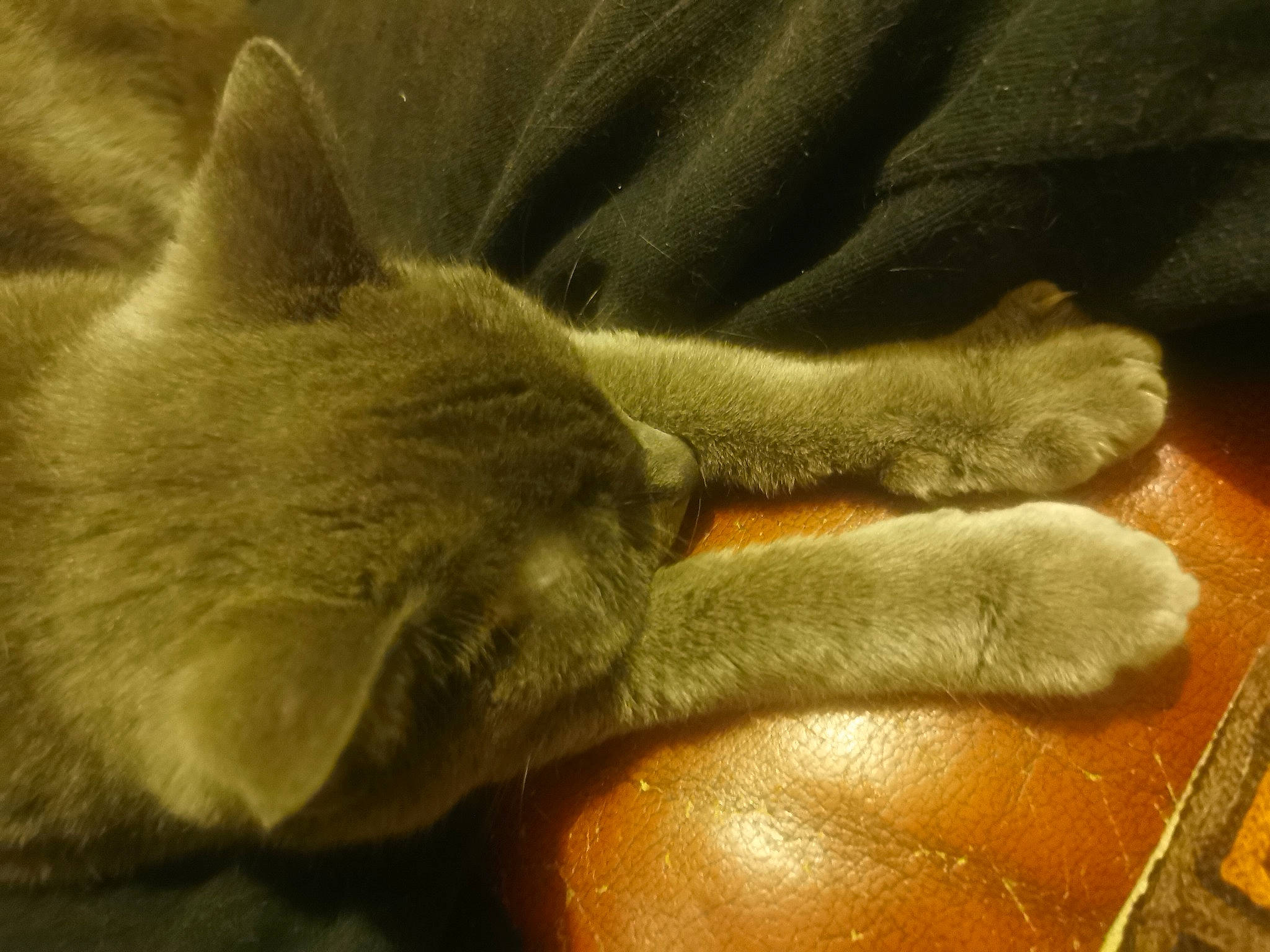 Fleufy a rejoint le concours — aidez-le/la à gagner de superbes lots ! carnivore, cat, claw, comfort, domestic_short_haired_cat, fawn, felidae, fur, gesture, grey, human_leg, nap, paw, russian_blue, small_to_medium_sized_cats, snout, tail, terrestrial_animal, whiskers, wood