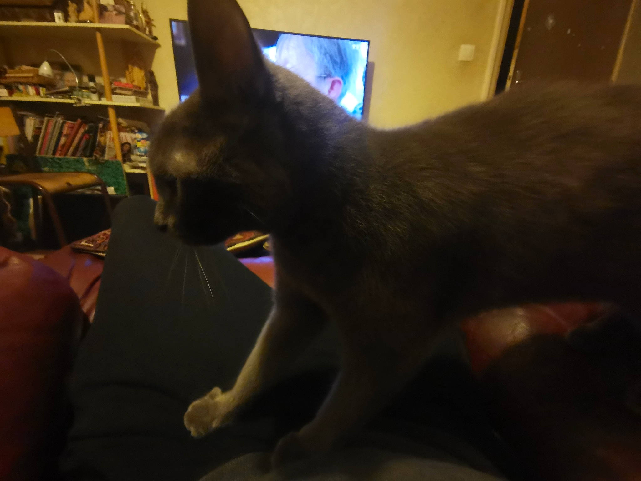 Fleufy a rejoint le concours — aidez-le/la à gagner de superbes lots ! bookcase, carnivore, cat, comfort, darkness, domestic_short_haired_cat, ear, felidae, fur, picture_frame, room, shelf, shelving, small_to_medium_sized_cats, snout, tail, whiskers, window