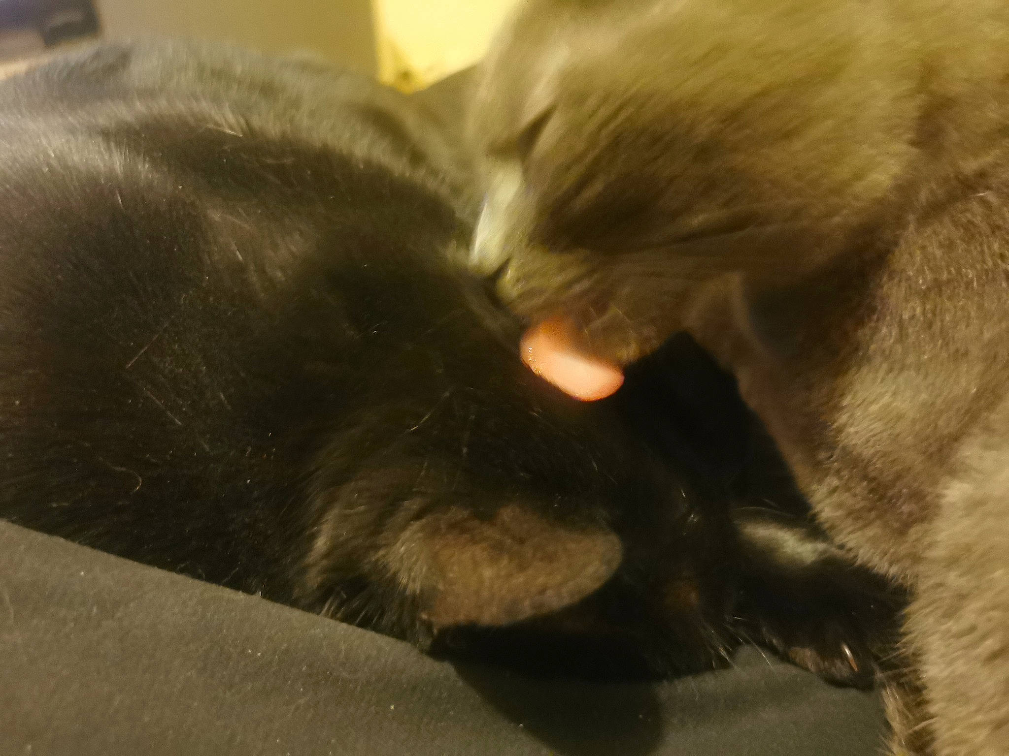 Fleufy participe au concours pour gagner de l'argent avec cette photo : canidae, carnivore, cat, claw, comfort, companion_dog, dog_breed, ear, felidae, fur, liver, paw, small_to_medium_sized_cats, snout, sporting_group, tail, terrestrial_animal, whiskers, wildlife, working_animal