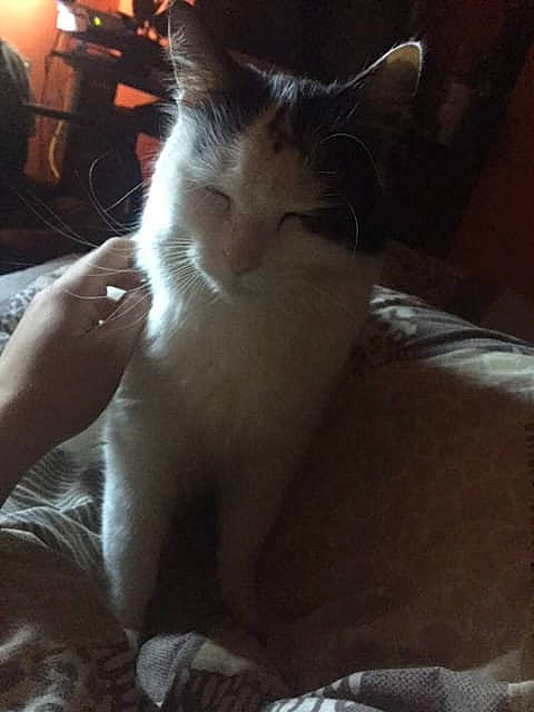 Ozzie is registered to the contest to win money with this photo: carnivore, cat, ear, felidae, fur, kitten, night, sky, small_to_medium_sized_cats, tail, turkish_van, whiskers