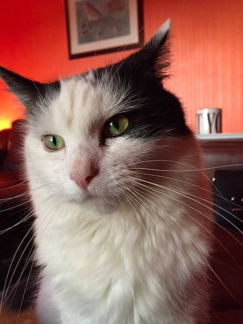 Ozzie joined the competition — help win amazing prizes! aegean_cat, carnivore, cat, domestic_long_haired_cat, domestic_short_haired_cat, eye, felidae, fur, mammal, norwegian_forest_cat, small_to_medium_sized_cats, snout, turkish_angora, turkish_van, vertebrate, whiskers