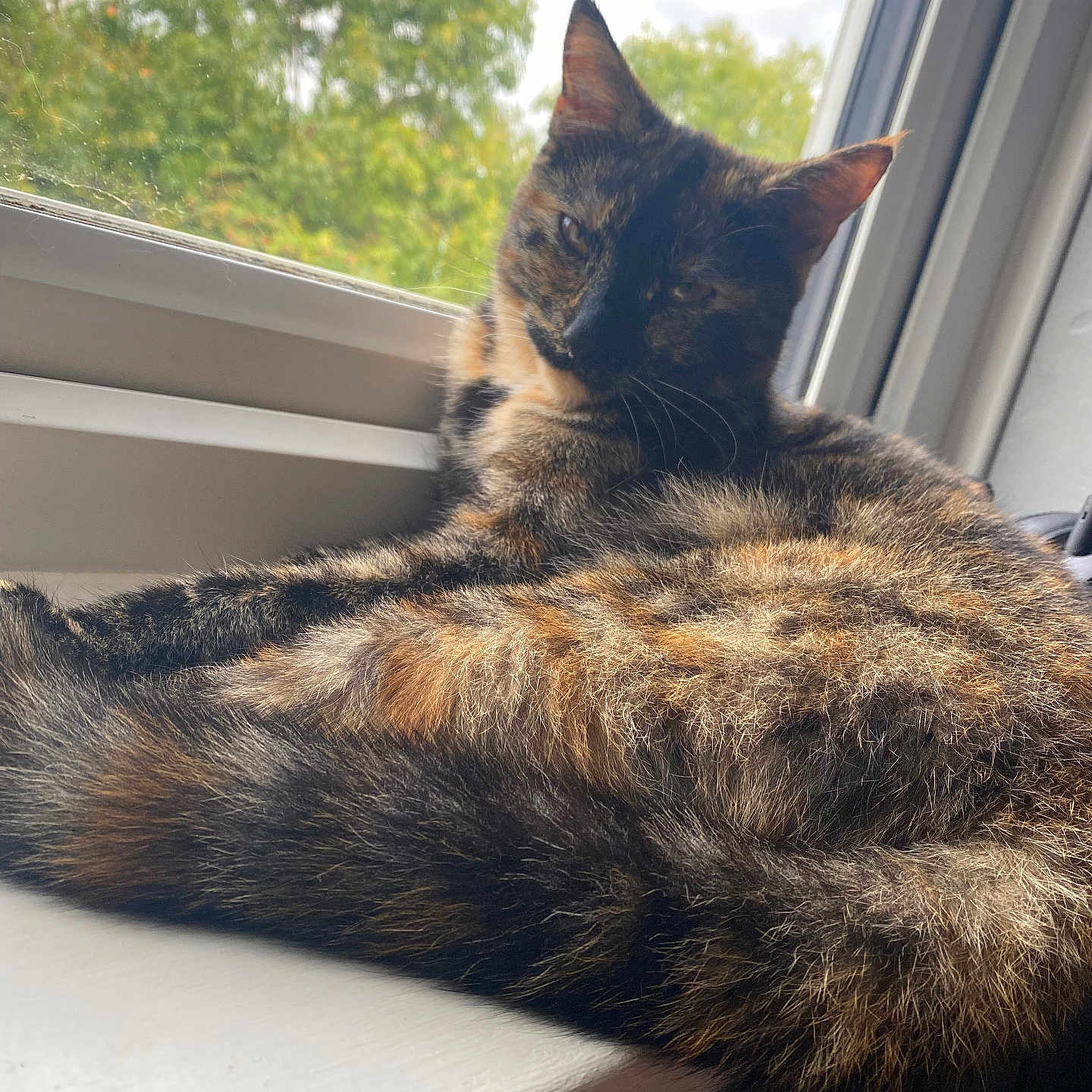 Lily is registered to the contest to win money with this photo: abyssinian, angora, animal, brasssection, cat, couch, curtain, egyptiancat, furniture, homedecor, horn, kitten, manx, musicalinstrument, pet, siamese, window, windowshade, windowsill