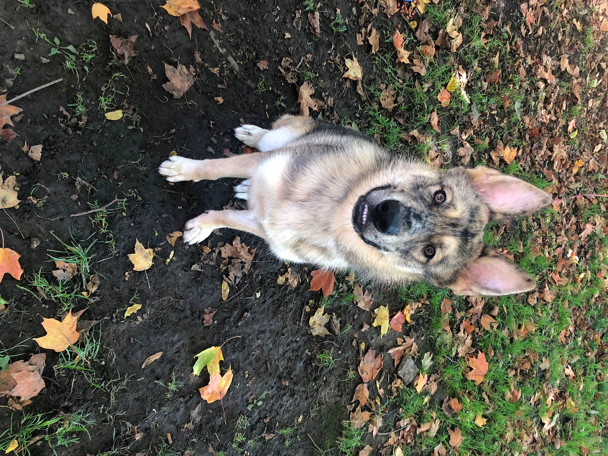 Lucious is registered to the contest to win money with this photo: canidae, carnivore, cat, companion_dog, dog_breed, fawn, felidae, fur, grass, groundcover, paw, plant, small_to_medium_sized_cats, snout, soil, sporting_group, tail, terrestrial_animal, whiskers, wildlife