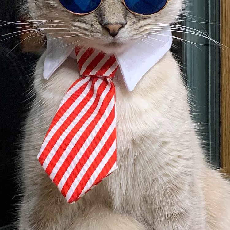Peanut is registered to the contest to win money with this photo: animal, blue_lenses, cat, collar, costume, cute, domestic, fashion, feline, fur, glasses, indoor, pet, portrait, sitting, striped_tie, sunglasses, tie, whiskers, window