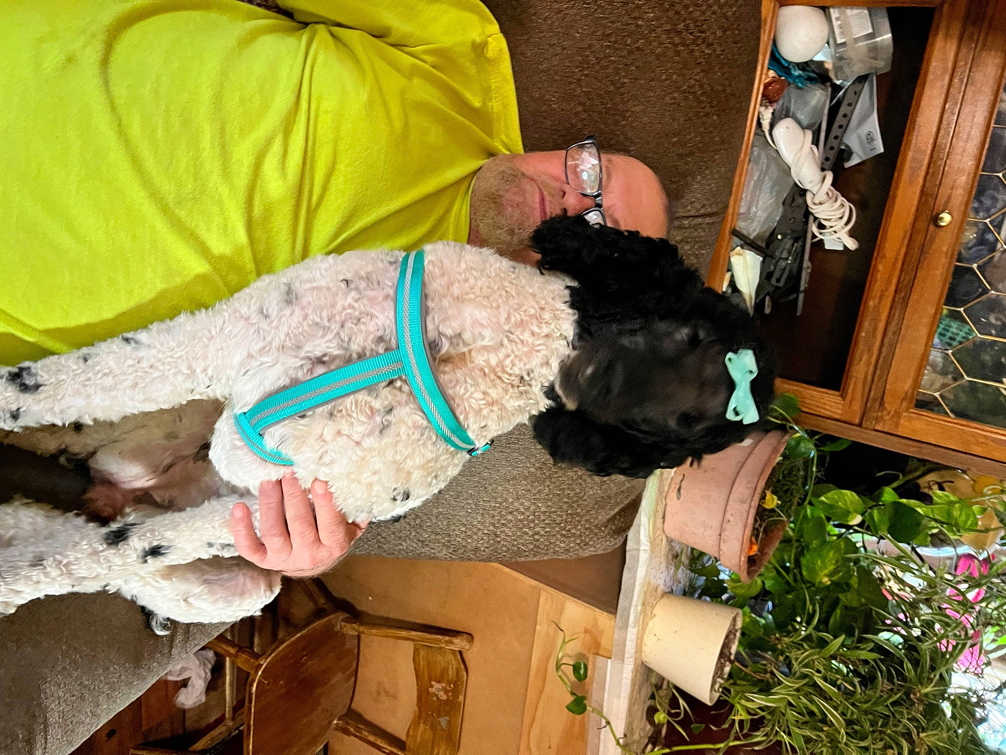 Mable joined the competition — help win amazing prizes! carnivore, companion_dog, dog, dog_breed, flowerpot, fun, fur, pattern, plant, sleeve, sporting_group, water_dog, wrist