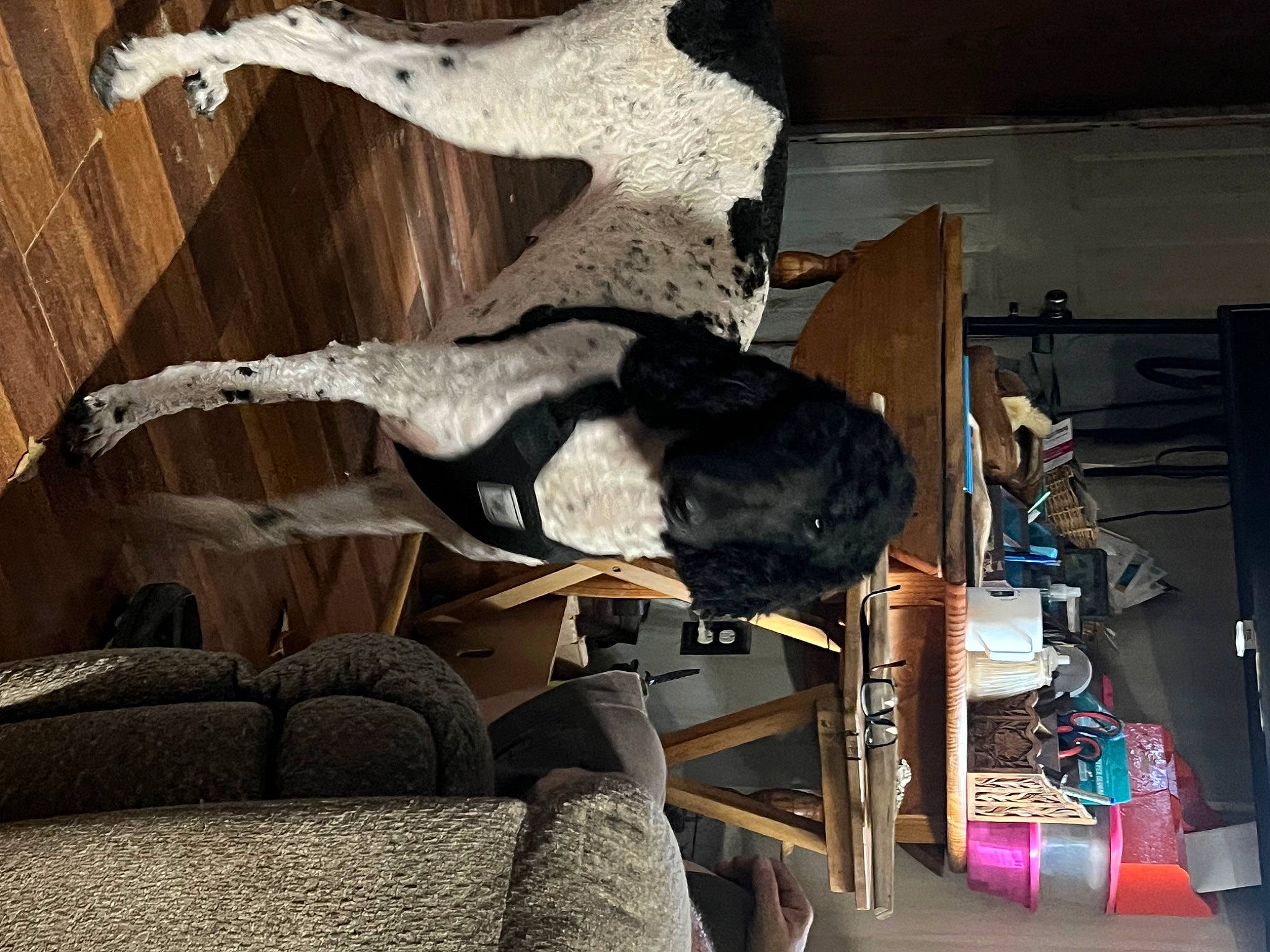 Mable is registered to the contest to win money with this photo: art, beak, chair, comfort, feather, felidae, flooring, fur, furniture, hardwood, hide, room, small_to_medium_sized_cats, snout, tail, terrestrial_animal, wood