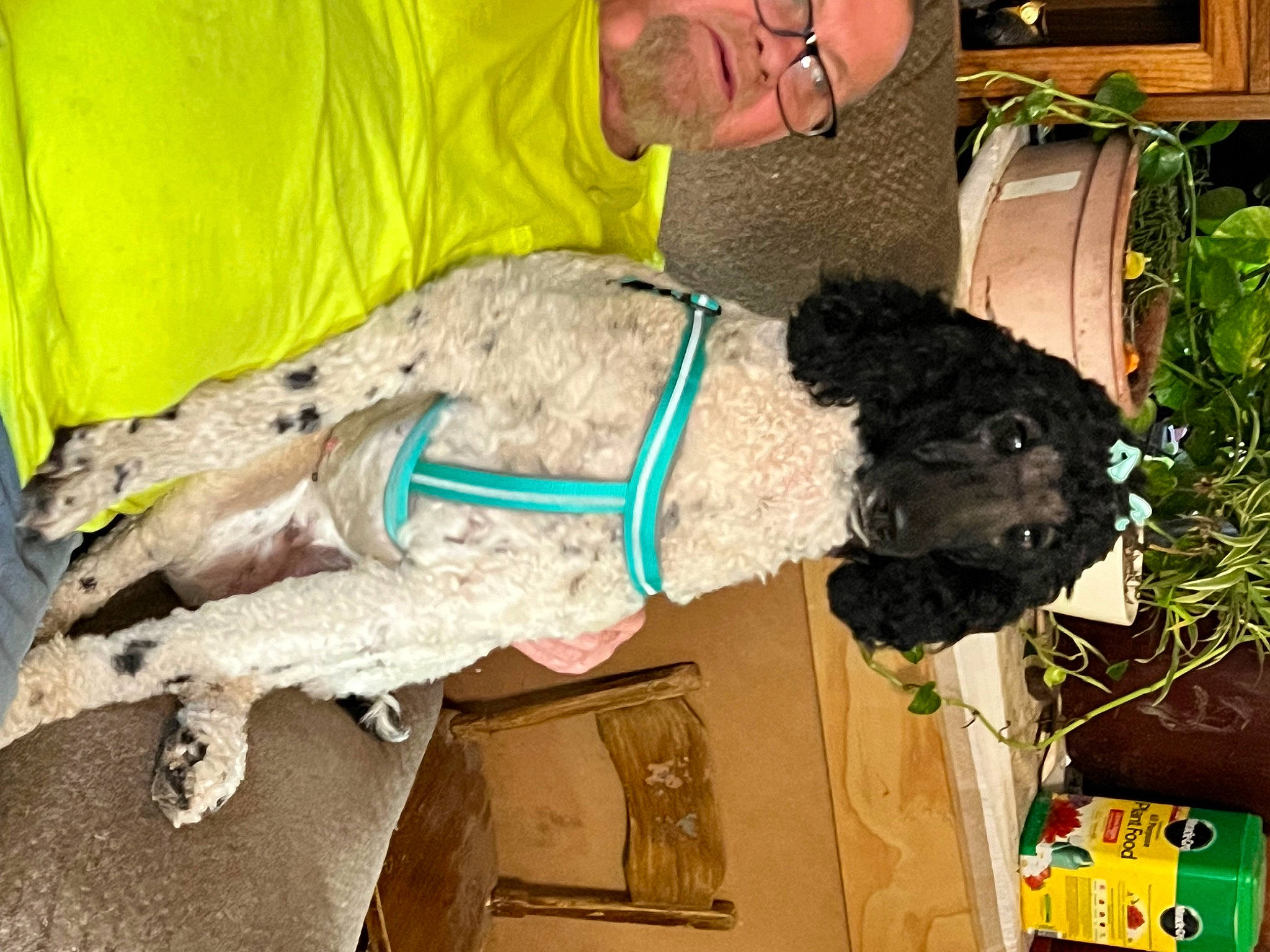 Mable joined the competition — help win amazing prizes! canidae, carnivore, companion_dog, dog, dog_breed, fur, mammal, plant, sporting_group, statue, toy, tree, vertebrate, water_dog, wood, working_animal