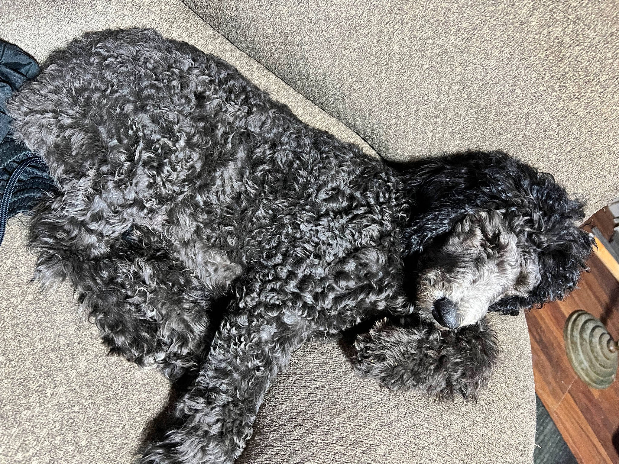 Haper Val-lee joined the competition — help win amazing prizes! art, canidae, carnivore, companion_dog, dog, dog_breed, felidae, fur, grey, illustration, monochrome, road_surface, snout, sporting_group, tail, terrestrial_animal, terrier, toy_dog, visual_arts, water_dog