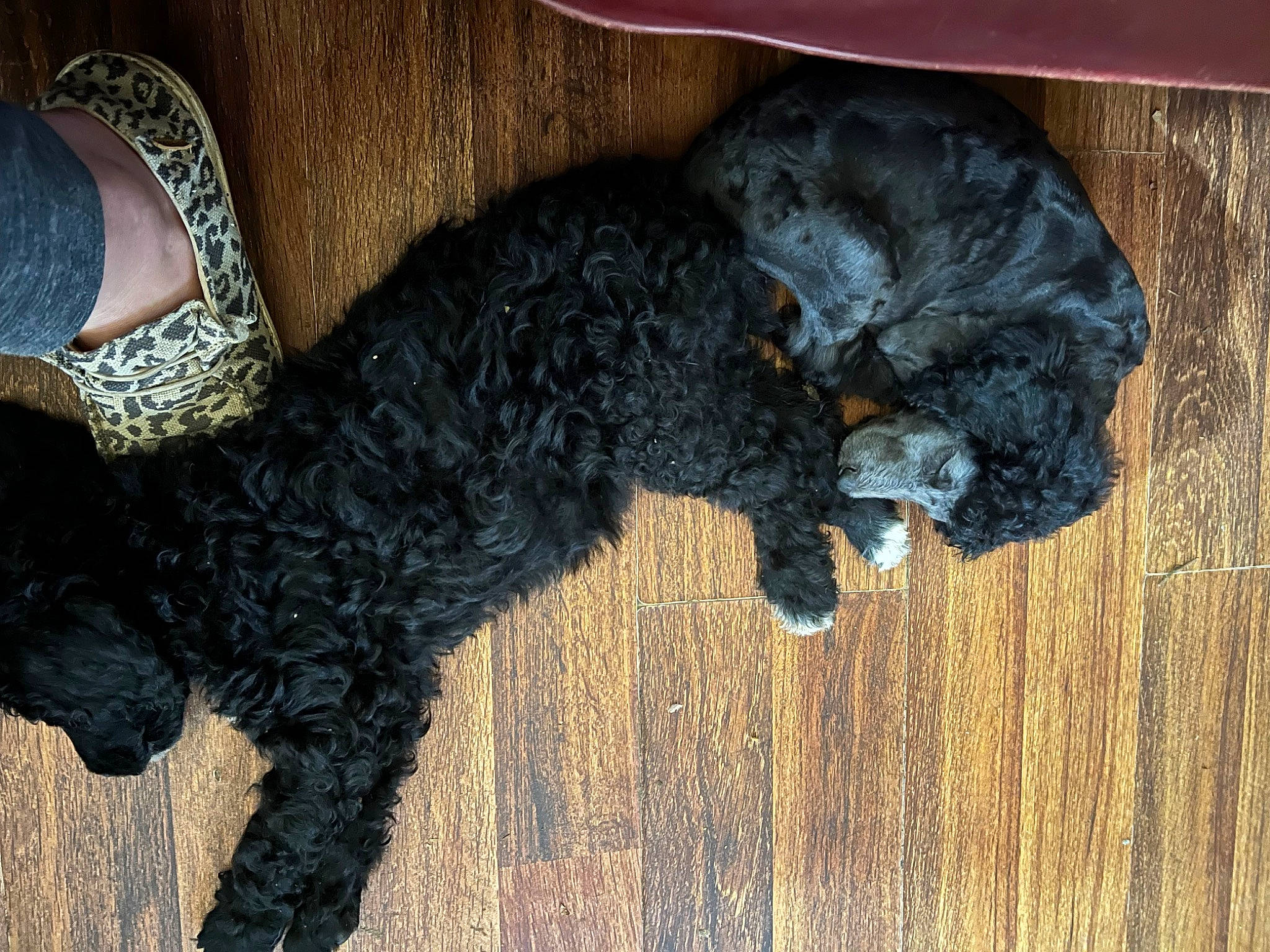 Haper Val-lee is registered to the contest to win money with this photo: canidae, carnivore, companion_dog, dog, dog_breed, fawn, foot, fur, hardwood, human_leg, labradoodle, poodle, snout, sporting_group, tail, terrier, toy_dog, water_dog, wood, working_animal