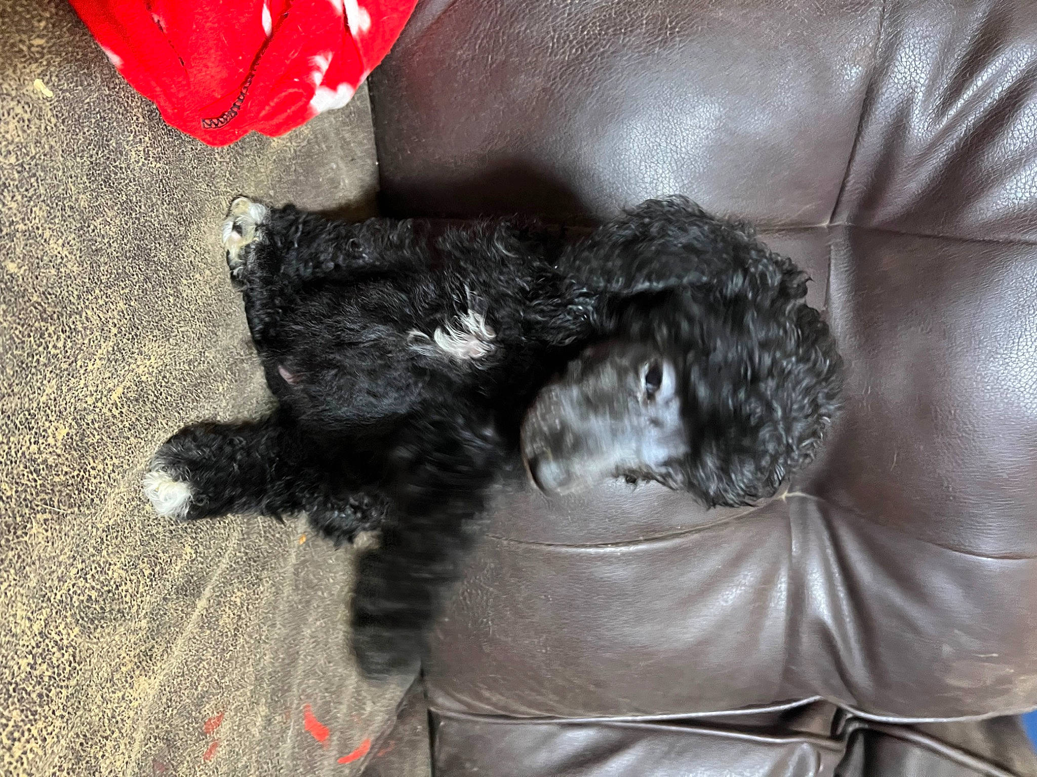 Haper Val-lee joined the competition — help win amazing prizes! canidae, carmine, carnivore, claw, comfort, companion_dog, couch, dog, dog_breed, dog_supply, felidae, foot, fur, liver, nap, paw, snout, sporting_group, tail, terrier