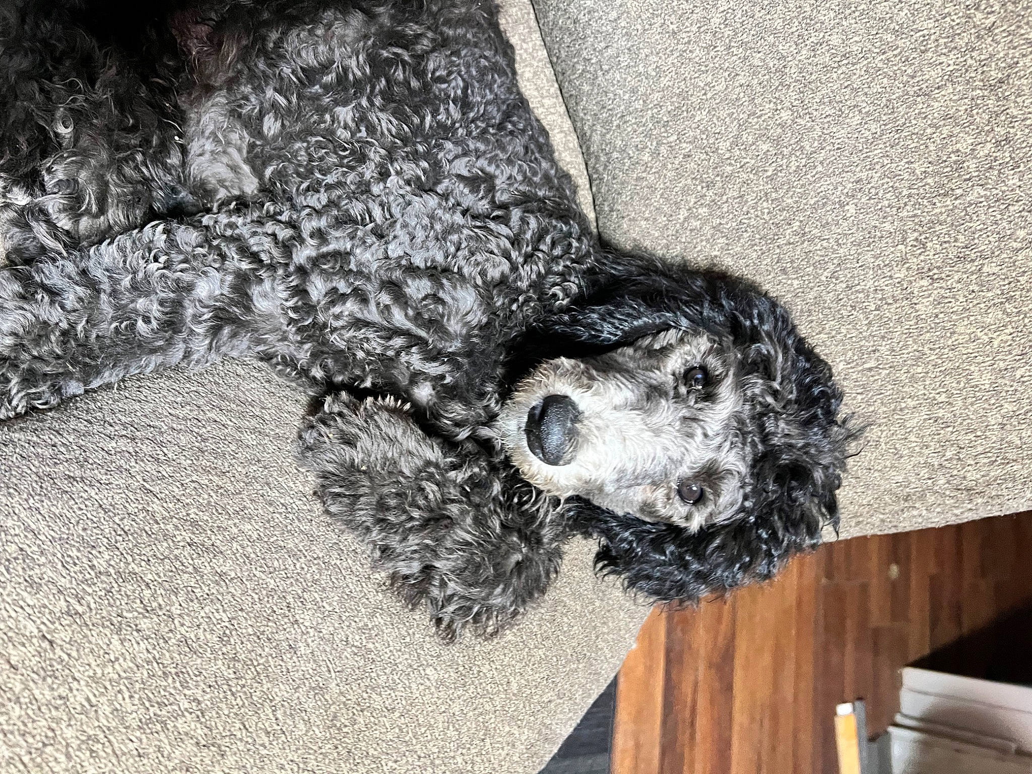 Haper Val-lee is registered to the contest to win money with this photo: canidae, carnivore, claw, companion_dog, dog, dog_breed, fur, grey, hat, human_leg, monochrome, monochrome_photography, non_sporting_group, pattern, plant, snout, sporting_group, tail, toy_dog, tree