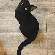 Nairobi a rejoint le concours — aidez-le/la à gagner de superbes lots ! black_cat, cat, pet, animal, indoor, wooden_floor, yellow_eyes, feline, curious, sitting, tail, fur, looking_up, domestic_cat, whiskers, ears, cute, companion, house_pet, mammal