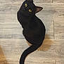 black_cat, cat, pet, animal, indoor, wooden_floor, yellow_eyes, feline, curious, sitting, tail, fur, looking_up, domestic_cat, whiskers, ears, cute, companion, house_pet, mammal