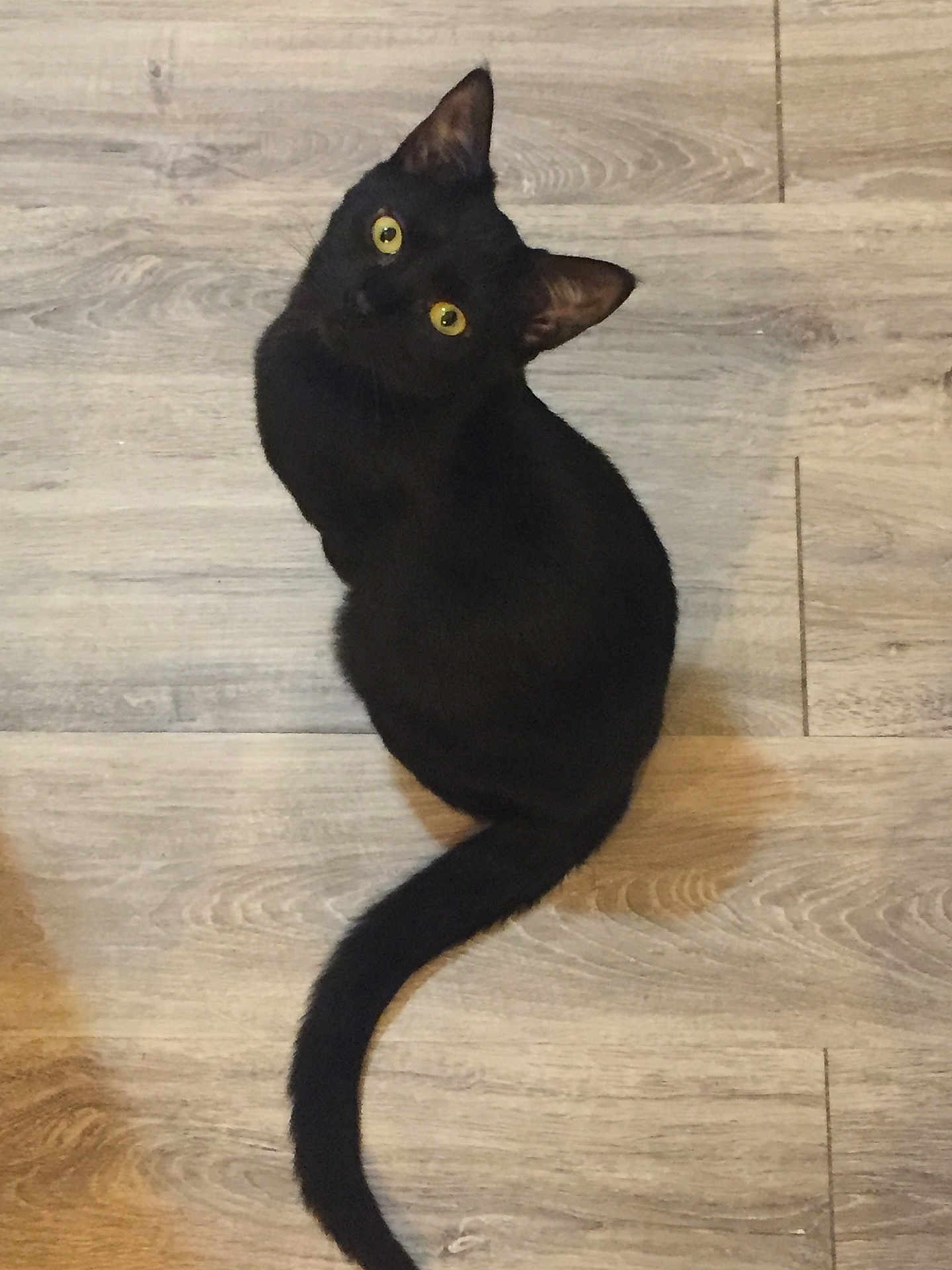 Nairobi a rejoint le concours — aidez-le/la à gagner de superbes lots ! black_cat, cat, pet, animal, indoor, wooden_floor, yellow_eyes, feline, curious, sitting, tail, fur, looking_up, domestic_cat, whiskers, ears, cute, companion, house_pet, mammal