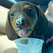 Cannelo is registered to the contest to win money with this photo: puppy, dog, close_up, tongue_out, cream, food, plastic_cup, pet, cute, messy, indoor, animal, whiskers, snout, young_dog, playful, brown_fur, licking, face, adorable