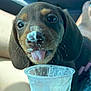 puppy, dog, close_up, tongue_out, cream, food, plastic_cup, pet, cute, messy, indoor, animal, whiskers, snout, young_dog, playful, brown_fur, licking, face, adorable