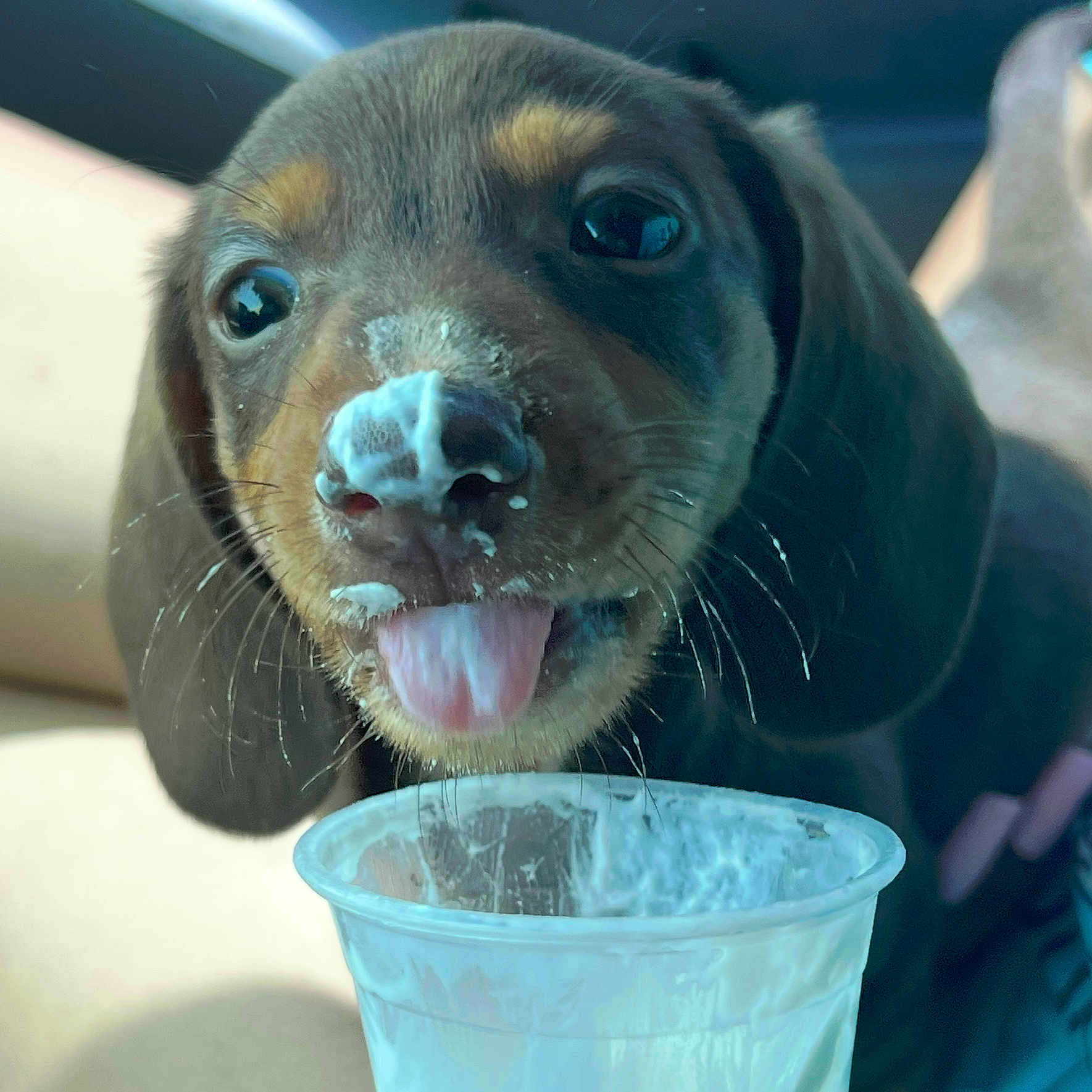 Cannelo is registered to the contest to win money with this photo: adorable, animal, brown_fur, close_up, cream, cute, dog, face, food, indoor, licking, messy, pet, plastic_cup, playful, puppy, snout, tongue_out, whiskers, young_dog