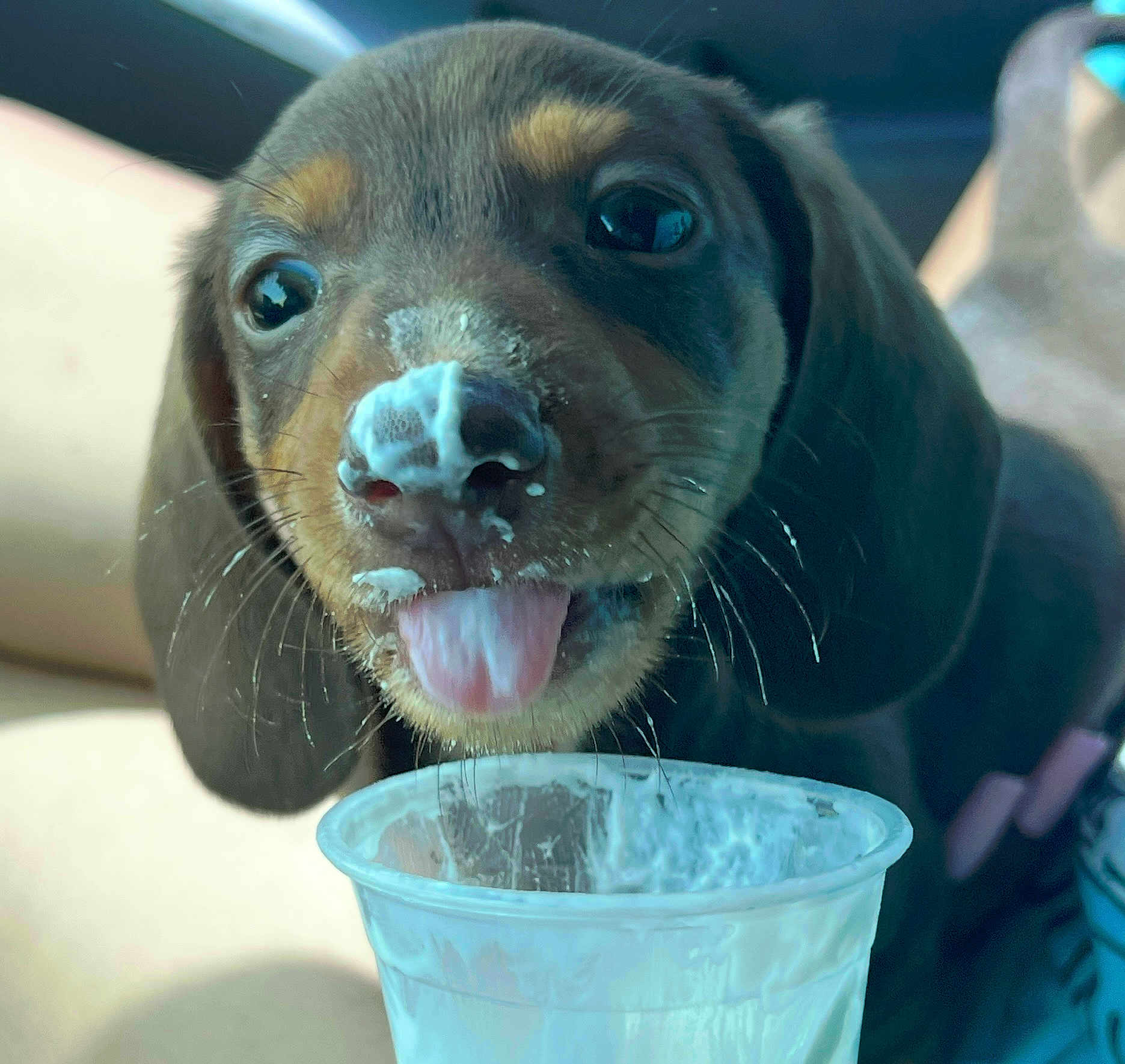 Cannelo is registered to the contest to win money with this photo: puppy, dog, close_up, tongue_out, cream, food, plastic_cup, pet, cute, messy, indoor, animal, whiskers, snout, young_dog, playful, brown_fur, licking, face, adorable