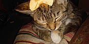 Tuna joined the competition — help win amazing prizes! cat, tabby, bow, sleeping, pet, feline, striped_cushion, indoor, whiskers, paw, closeup, cute, resting, cozy, fur, domestic_animal, animal, mammal, relaxing, quiet