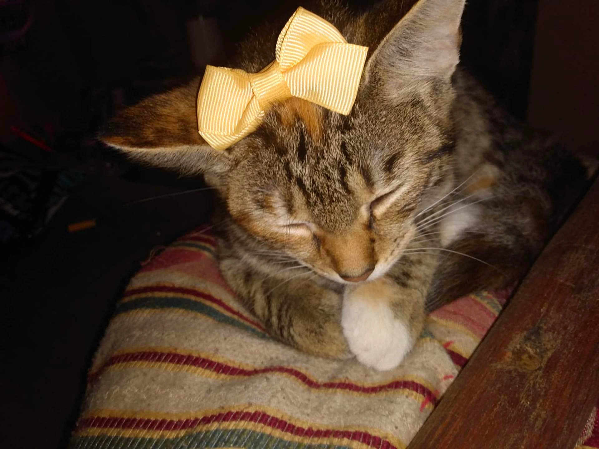 Tuna joined the competition — help win amazing prizes! cat, tabby, bow, sleeping, pet, feline, striped_cushion, indoor, whiskers, paw, closeup, cute, resting, cozy, fur, domestic_animal, animal, mammal, relaxing, quiet