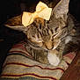 Tuna joined the competition — help win amazing prizes! cat, tabby, bow, sleeping, pet, feline, striped_cushion, indoor, whiskers, paw, closeup, cute, resting, cozy, fur, domestic_animal, animal, mammal, relaxing, quiet