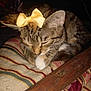 Tuna joined the competition — help win amazing prizes! cat, tabby, bow, sleeping, pet, animal, feline, striped_blanket, wooden_beam, cozy, indoor, closeup, cute, domestic_cat, fur, whiskers, resting, paw, mammal, quiet