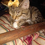 Tuna joined the competition — help win amazing prizes! cat, tabby, bow, sleeping, pet, animal, feline, striped_blanket, cozy, indoor, resting, wooden_rod, cute, paw, fur, whiskers, closeup, domestic_cat, relaxed, mammal