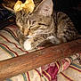 animal, bow, cat, closeup, cozy, cute, domestic_cat, feline, fur, indoor, mammal, paw, pet, relaxed, resting, sleeping, striped_blanket, tabby, whiskers, wooden_rod