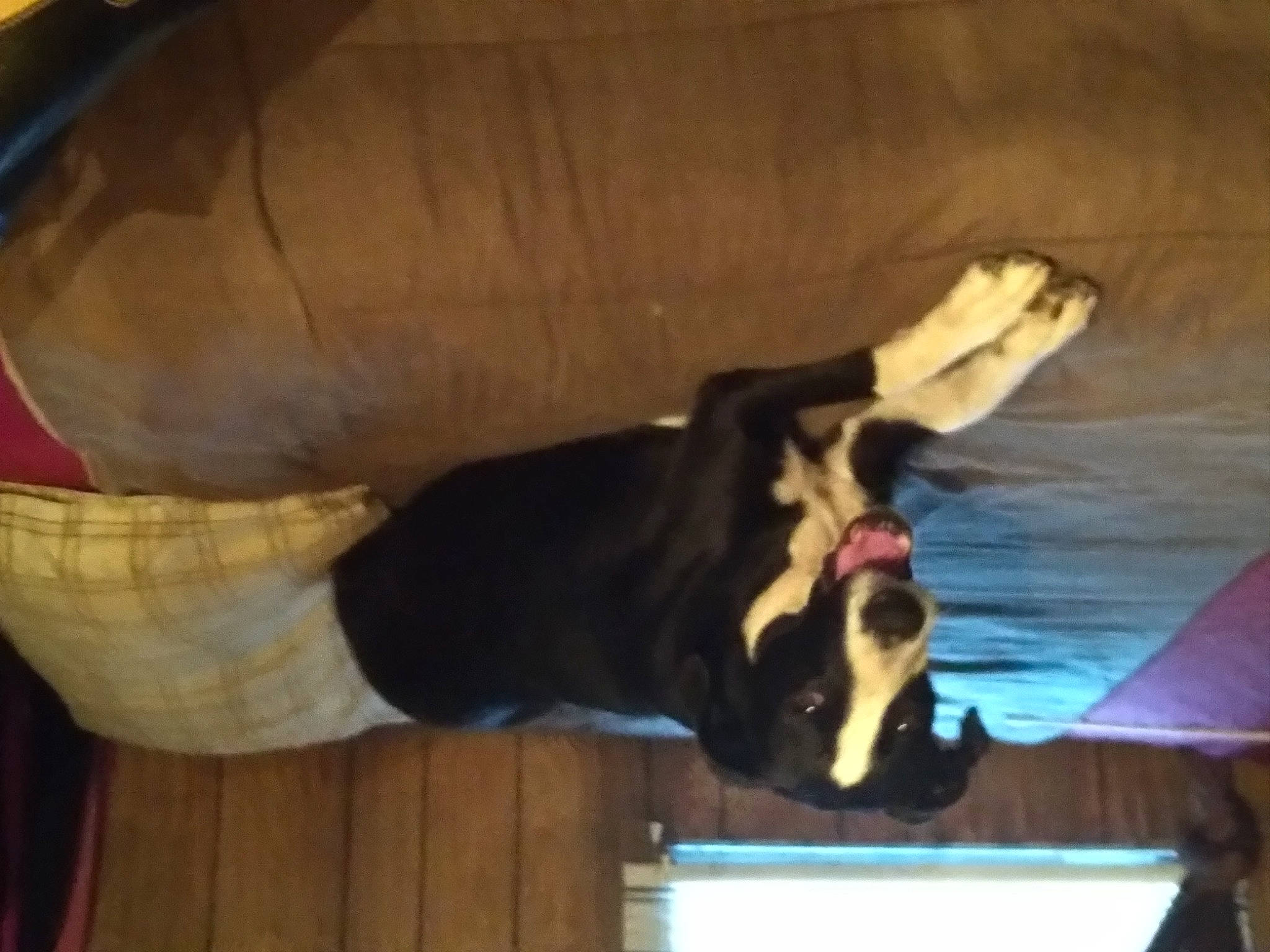 Lace joined the competition — help win amazing prizes! canidae, carnivore, comfort, companion_dog, dog, dog_breed, elbow, fawn, flooring, fun, fur, guard_dog, hardwood, non_sporting_group, pet_supply, room, sporting_group, tail, tints_and_shades, wood