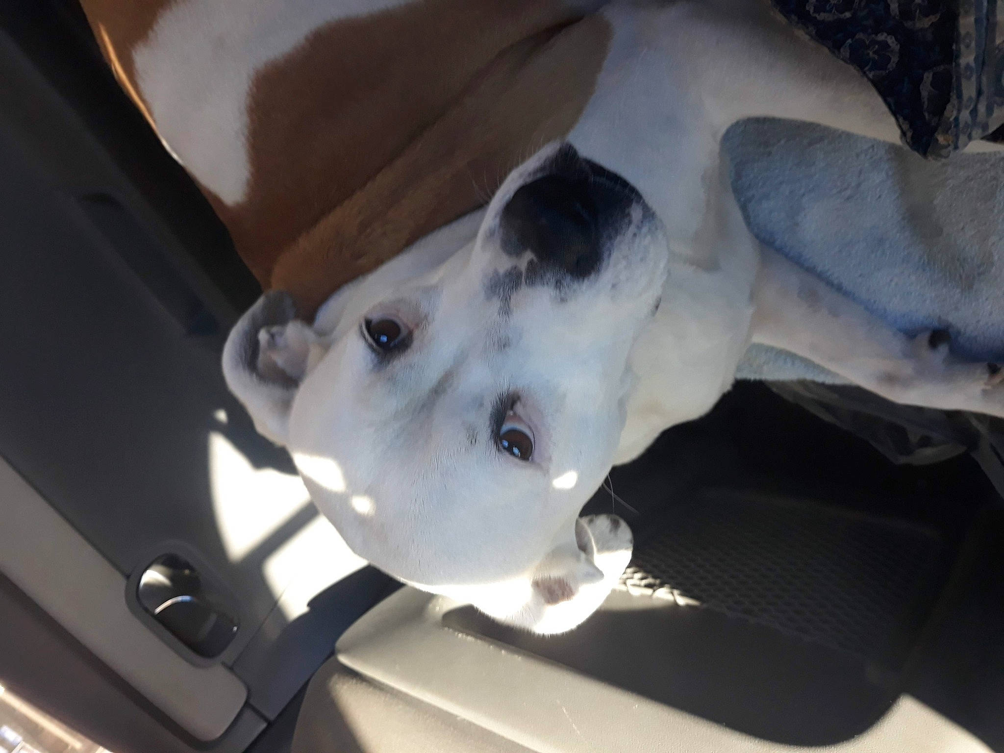 Patches is registered to the contest to win money with this photo: auto_part, automotive_exterior, canidae, carnivore, companion_dog, dog, dog_breed, fawn, metal, non_sporting_group, sporting_group, terrestrial_animal, vehicle_door, working_animal