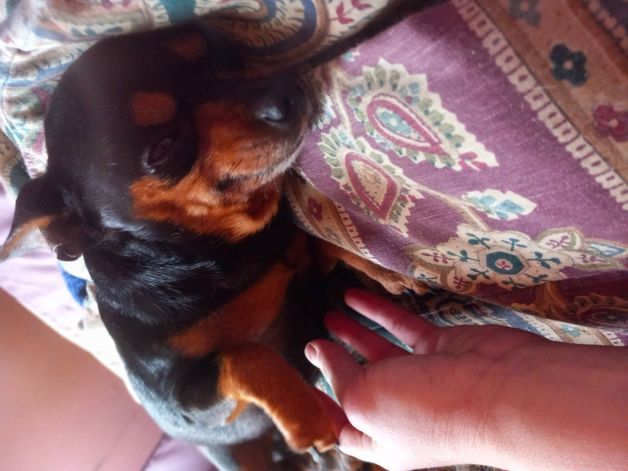 Bobo is registered to the contest to win money with this photo: canidae, carnivore, comfort, companion_dog, dog, dog_breed, ear, fawn, fur, guard_dog, liver, nail, paw, prazsky_krysarik, puppy, snout, sporting_group, toy_dog, working_animal, wrist