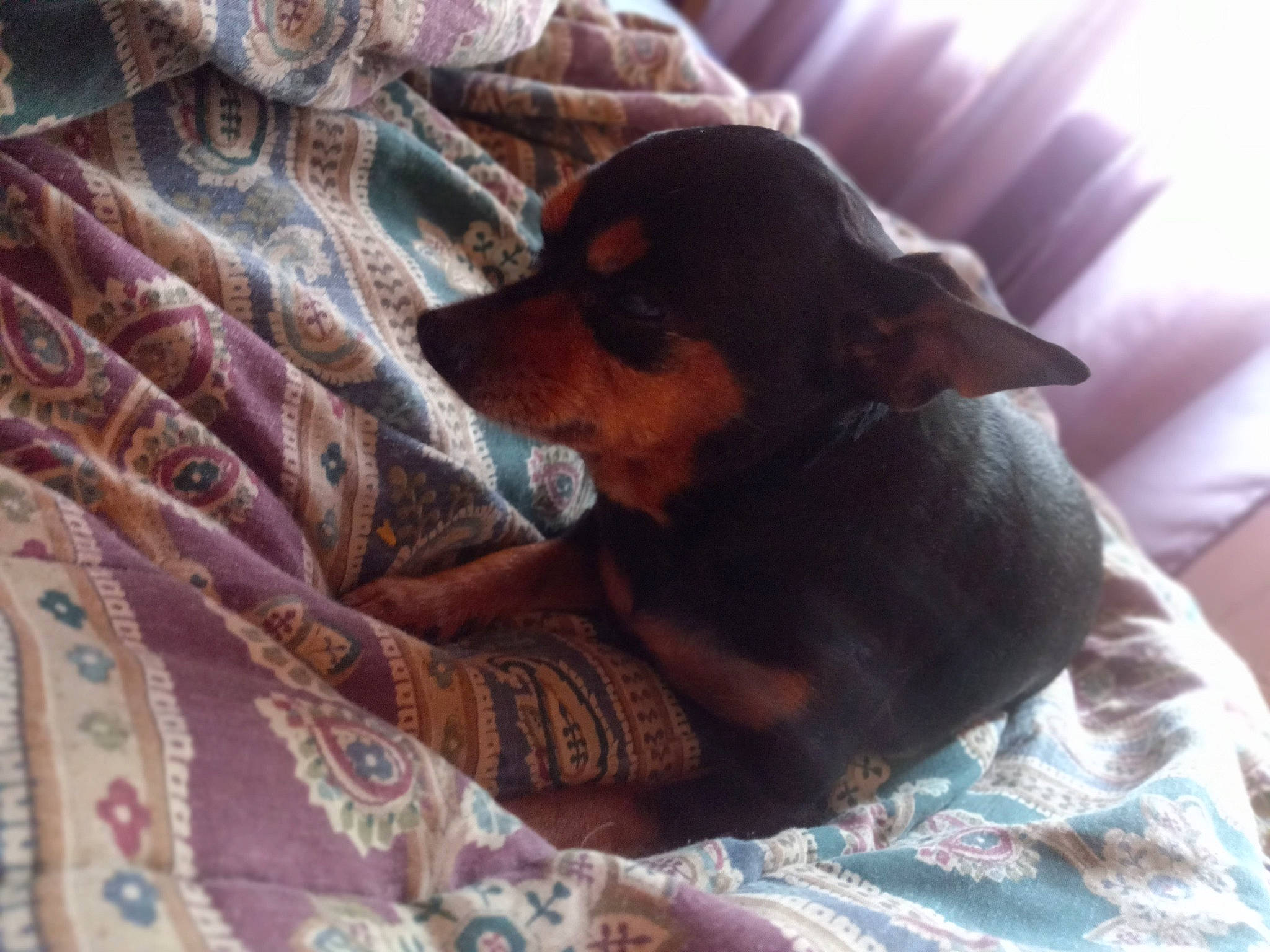 Bobo joined the competition — help win amazing prizes! bed, carnivore, comfort, companion_dog, dog, dog_breed, fawn, fur, linens, pattern, pinscher, prazsky_krysarik, purple, snout, sporting_group, sunglasses, textile, toy_dog, whiskers, working_animal