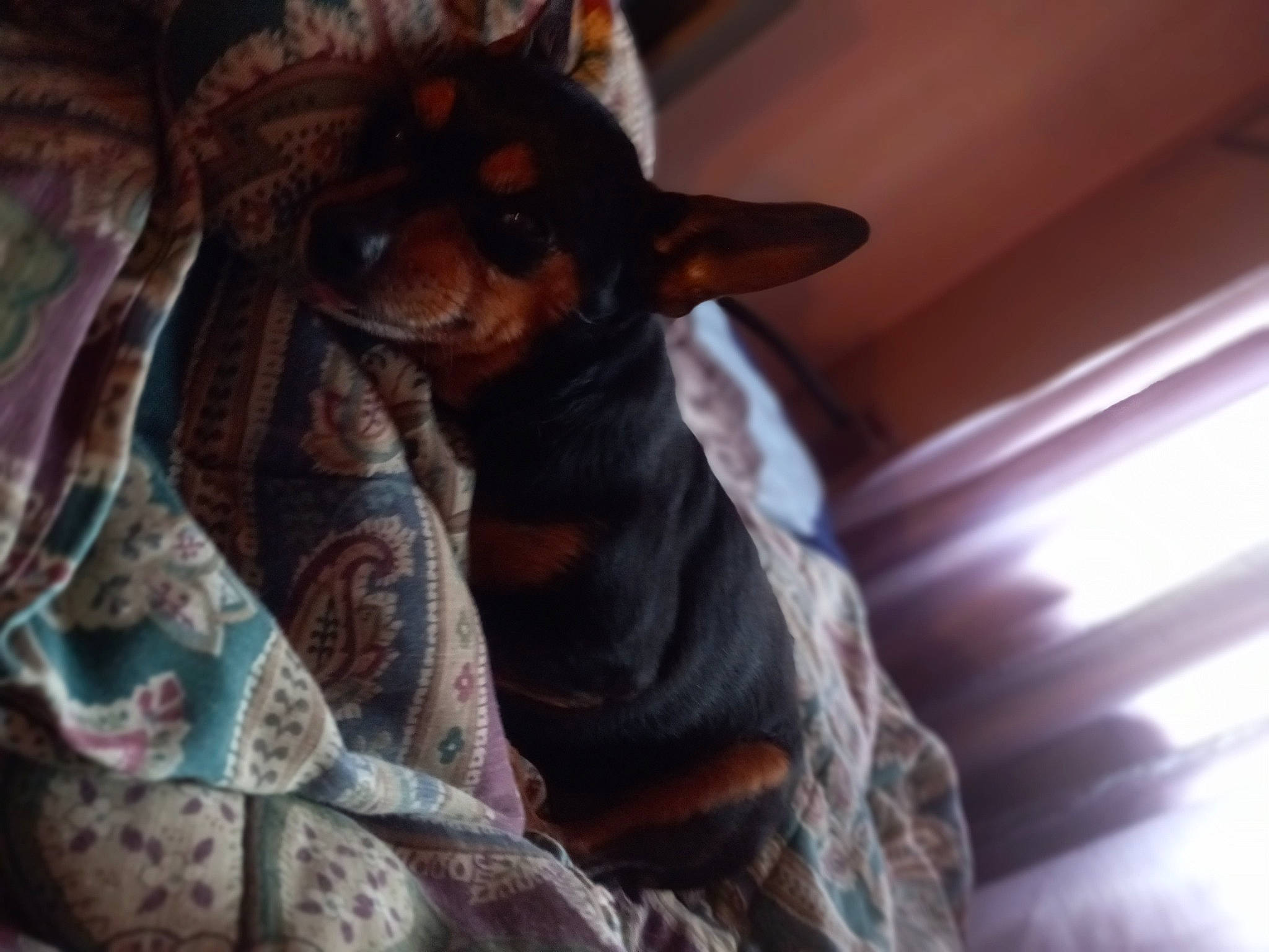 Bobo is registered to the contest to win money with this photo: canidae, carnivore, close_up, companion_dog, dog, dog_breed, ear, fawn, felidae, fur, gesture, guard_dog, pinscher, prazsky_krysarik, small_to_medium_sized_cats, snout, toy_dog, whiskers, wood, working_animal